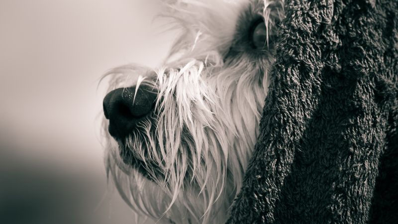 Groomer drying a small dog at a bright grooming station