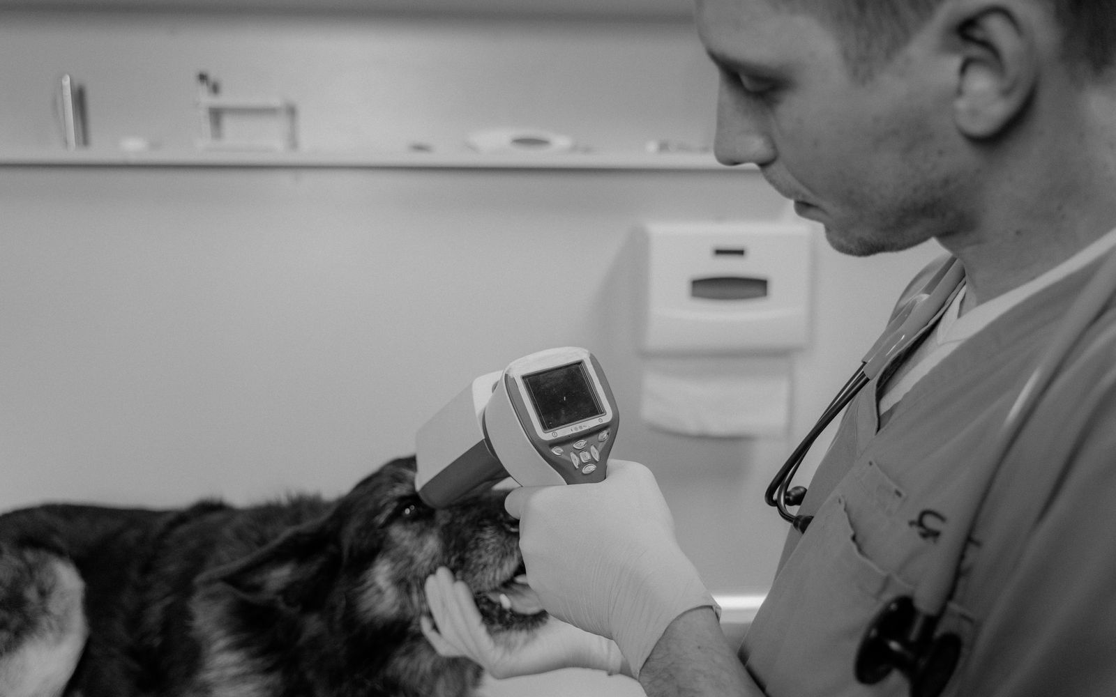 A vet nurse gently holding a calm dog at the Nestwell reception desk