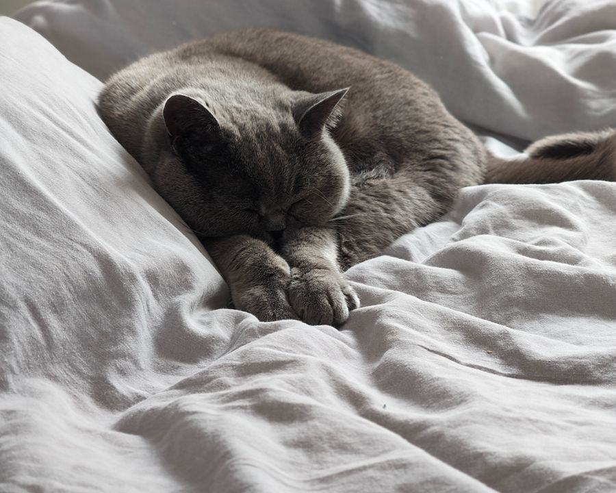 A cat resting comfortably in a clean boarding suite