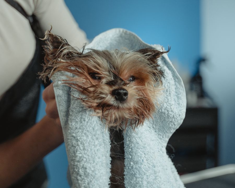 Groomer trimming a fluffy dog on a grooming table