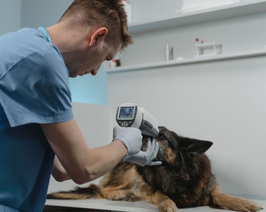 Vet listening to a dog's heartbeat with a stethoscope
